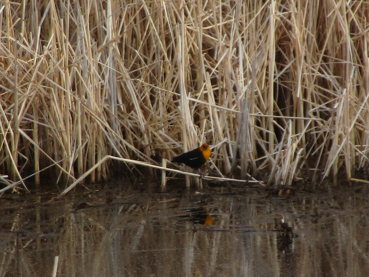 Yellow-headed Blackbird - ML152366941