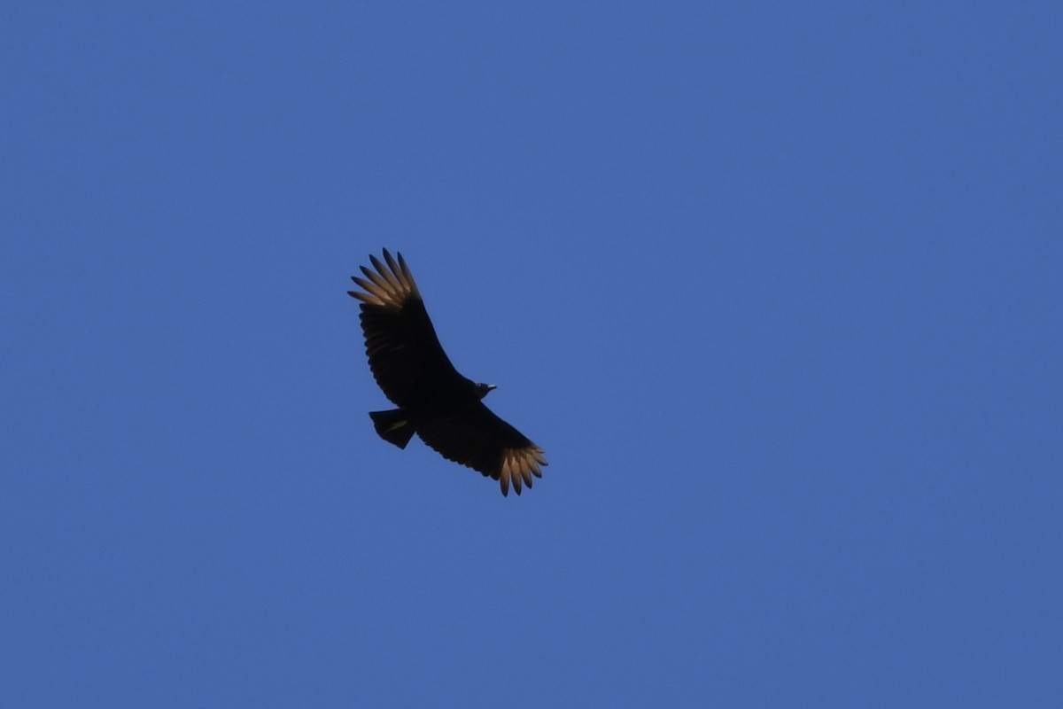 Black Vulture - Davette Saeler