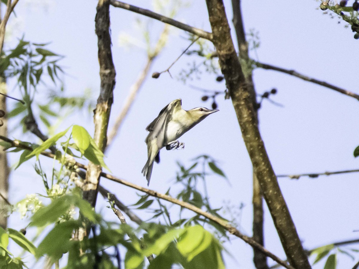 Vireo begigorria - ML152368961