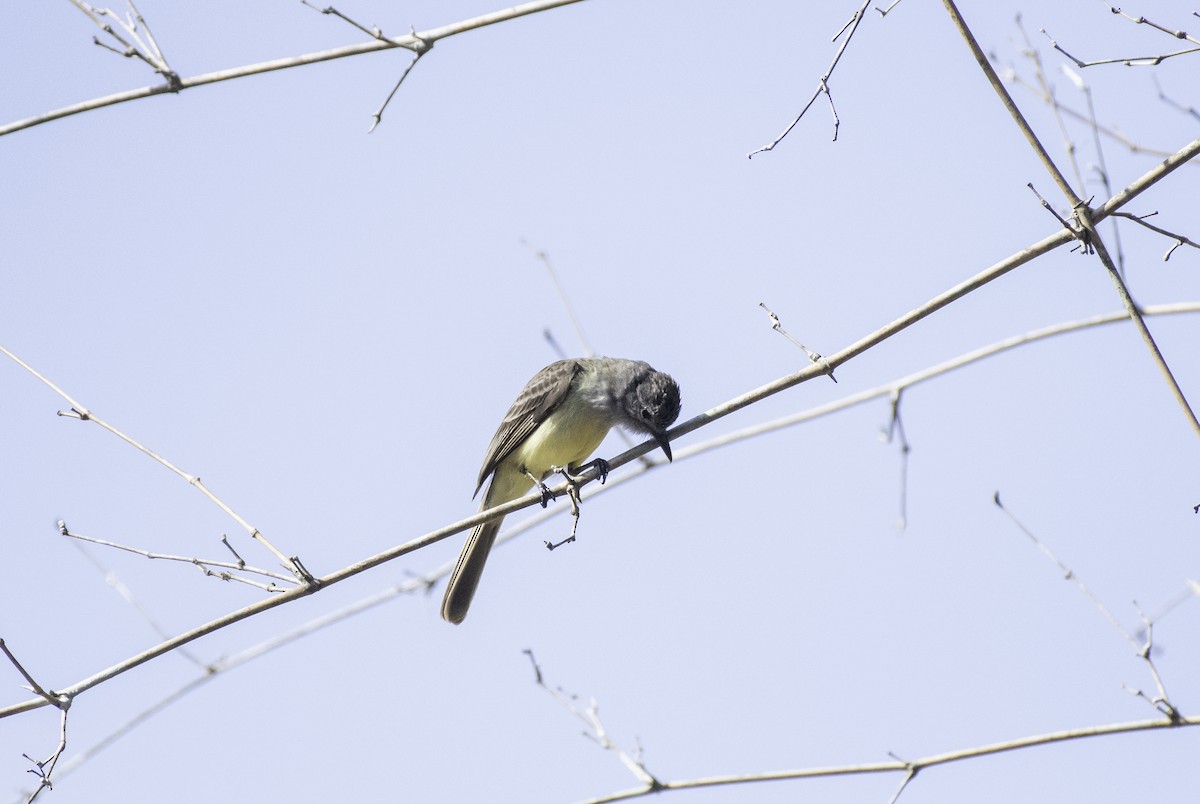 Panama Flycatcher - ML152369241