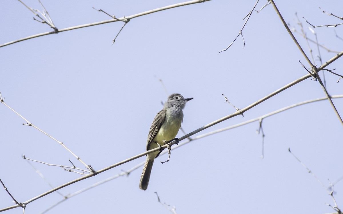 Panama Flycatcher - ML152369251