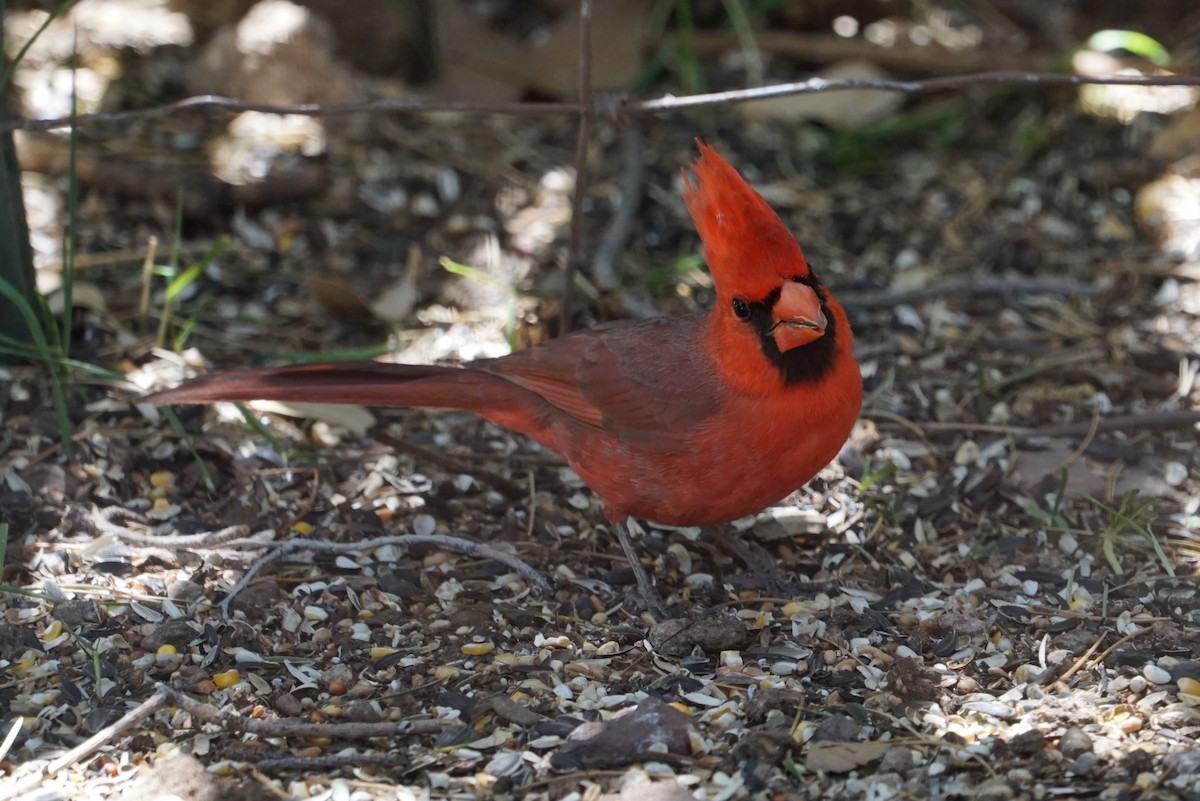 Cardinal rouge - ML152369361