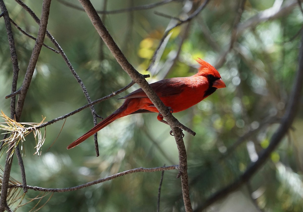Cardinal rouge - ML152369401