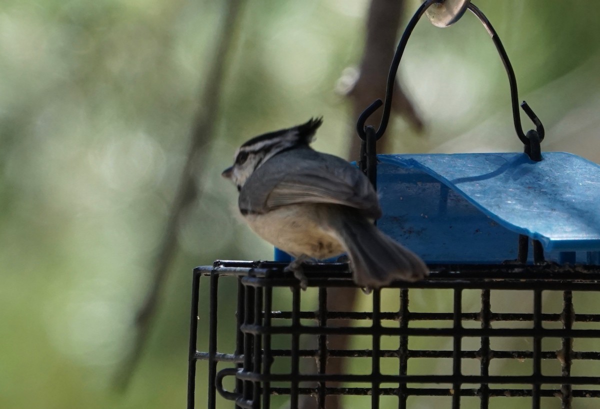 Bridled Titmouse - ML152369851