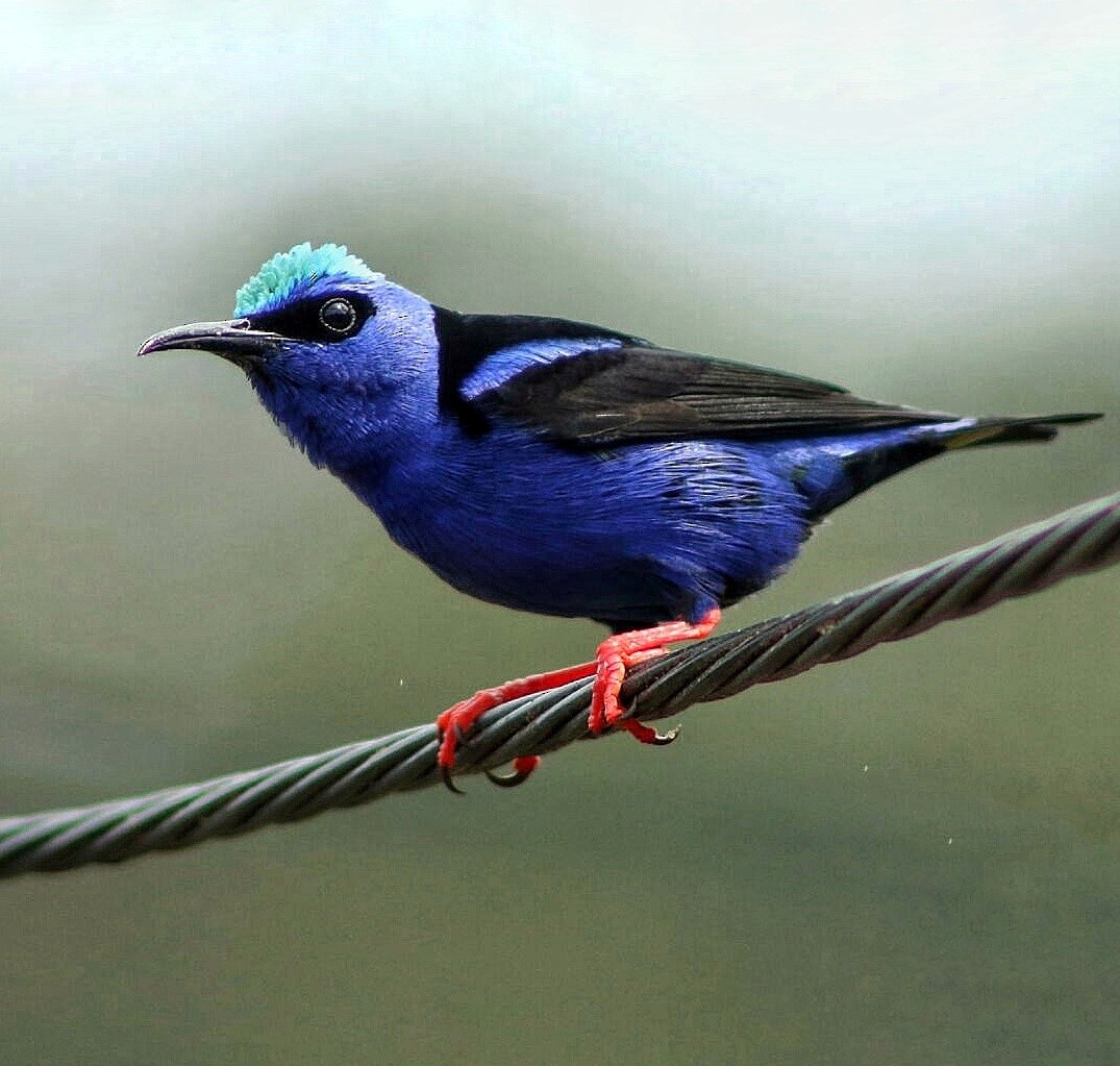 Red-legged Honeycreeper - ML152370471