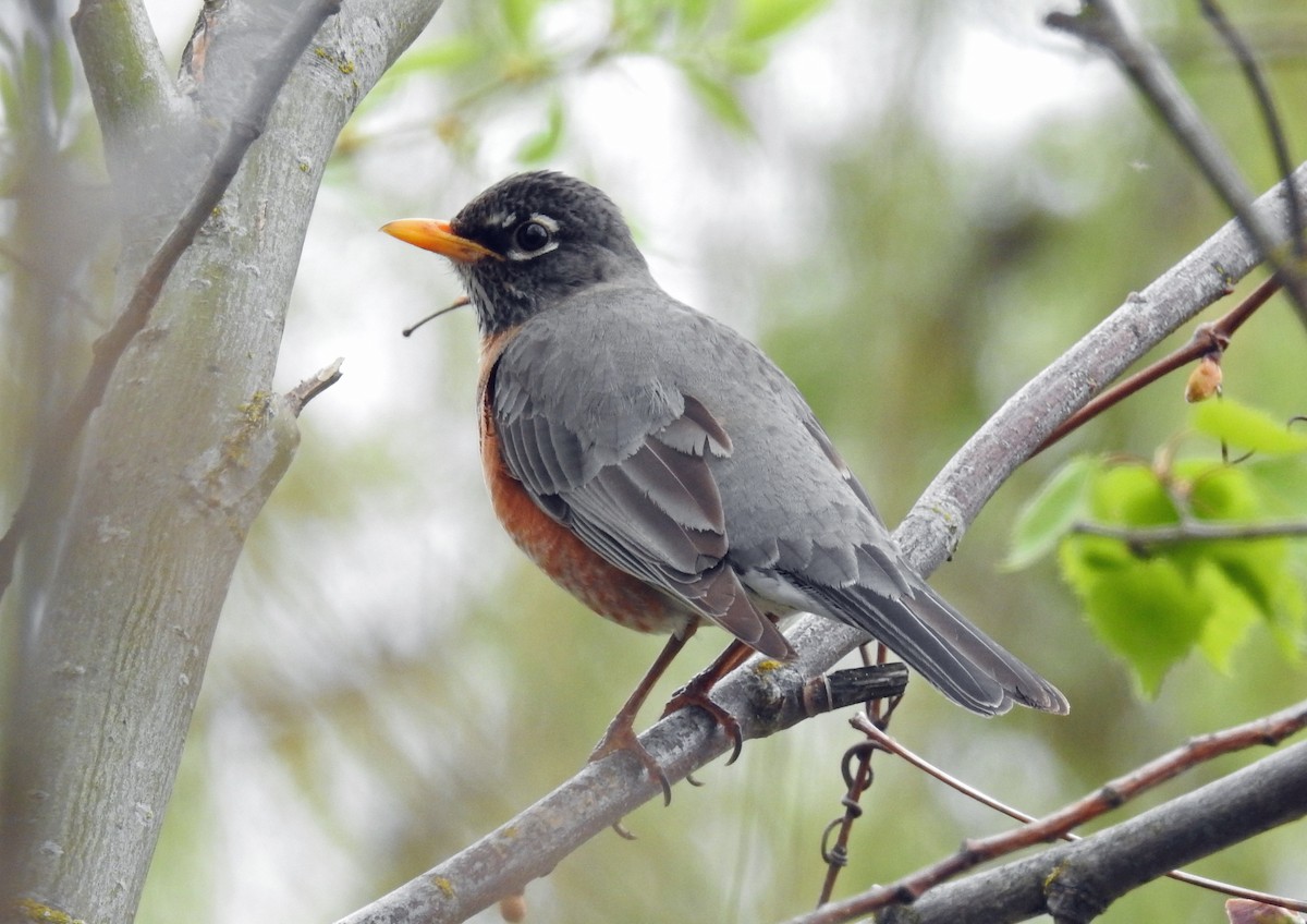 American Robin - ML152371381