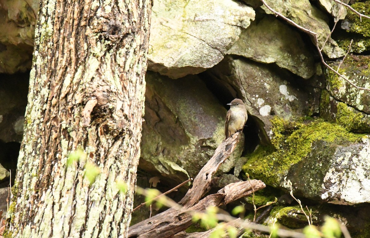 Eastern Phoebe - Carol Hildebrand