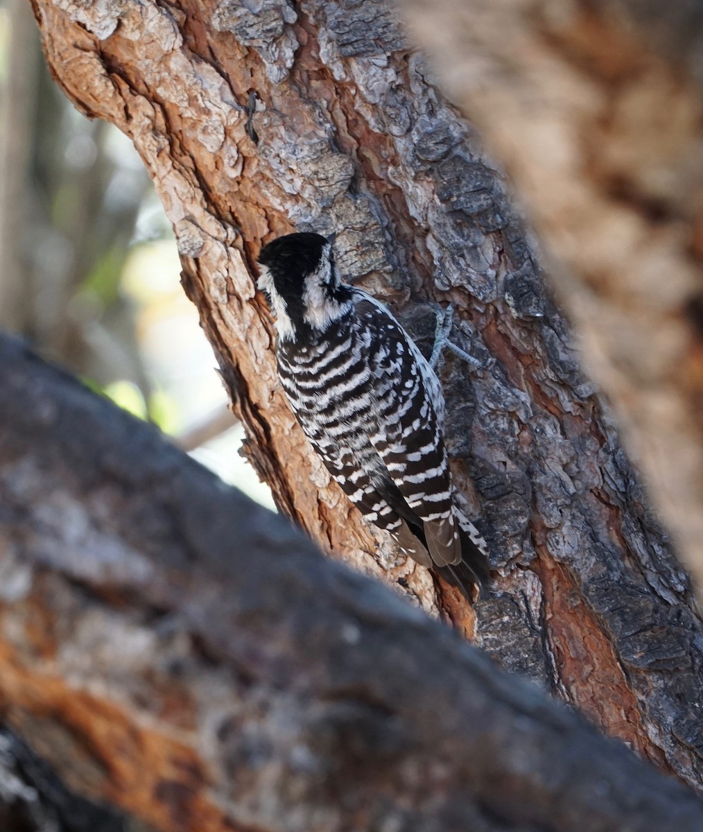 Ladder-backed Woodpecker - ML152371631