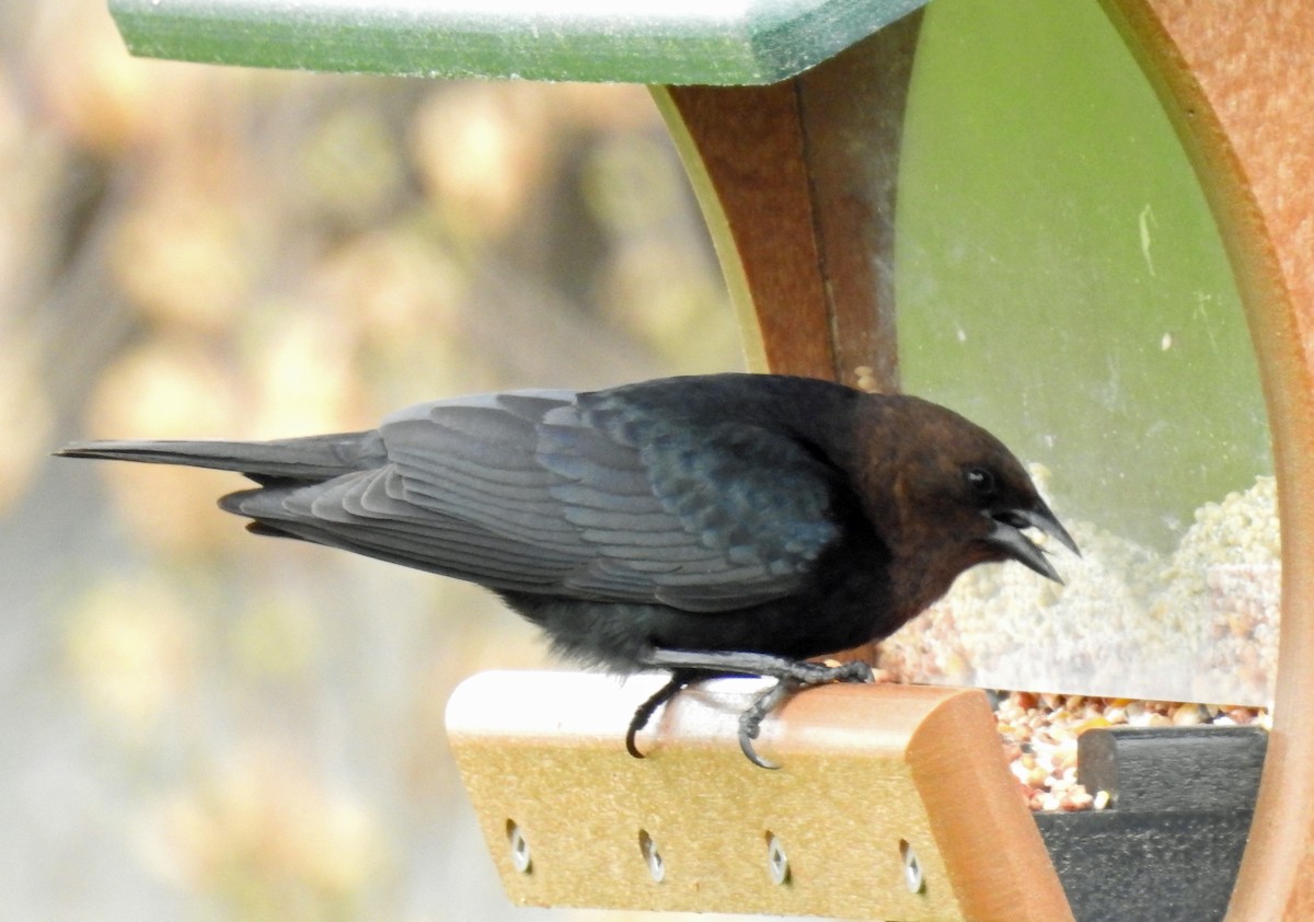 Brown-headed Cowbird - ML152371661