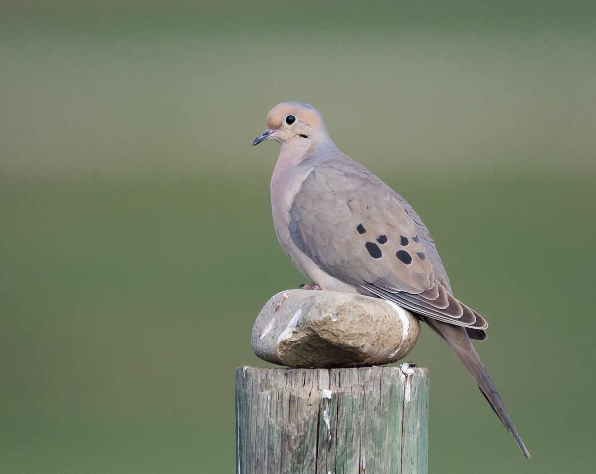 Mourning Dove - Barry McKenzie