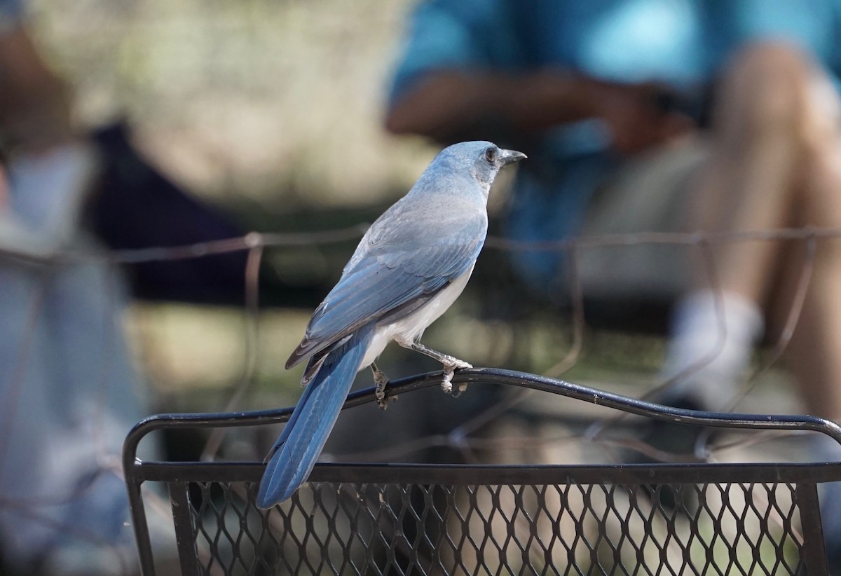 Mexican Jay - ML152371741