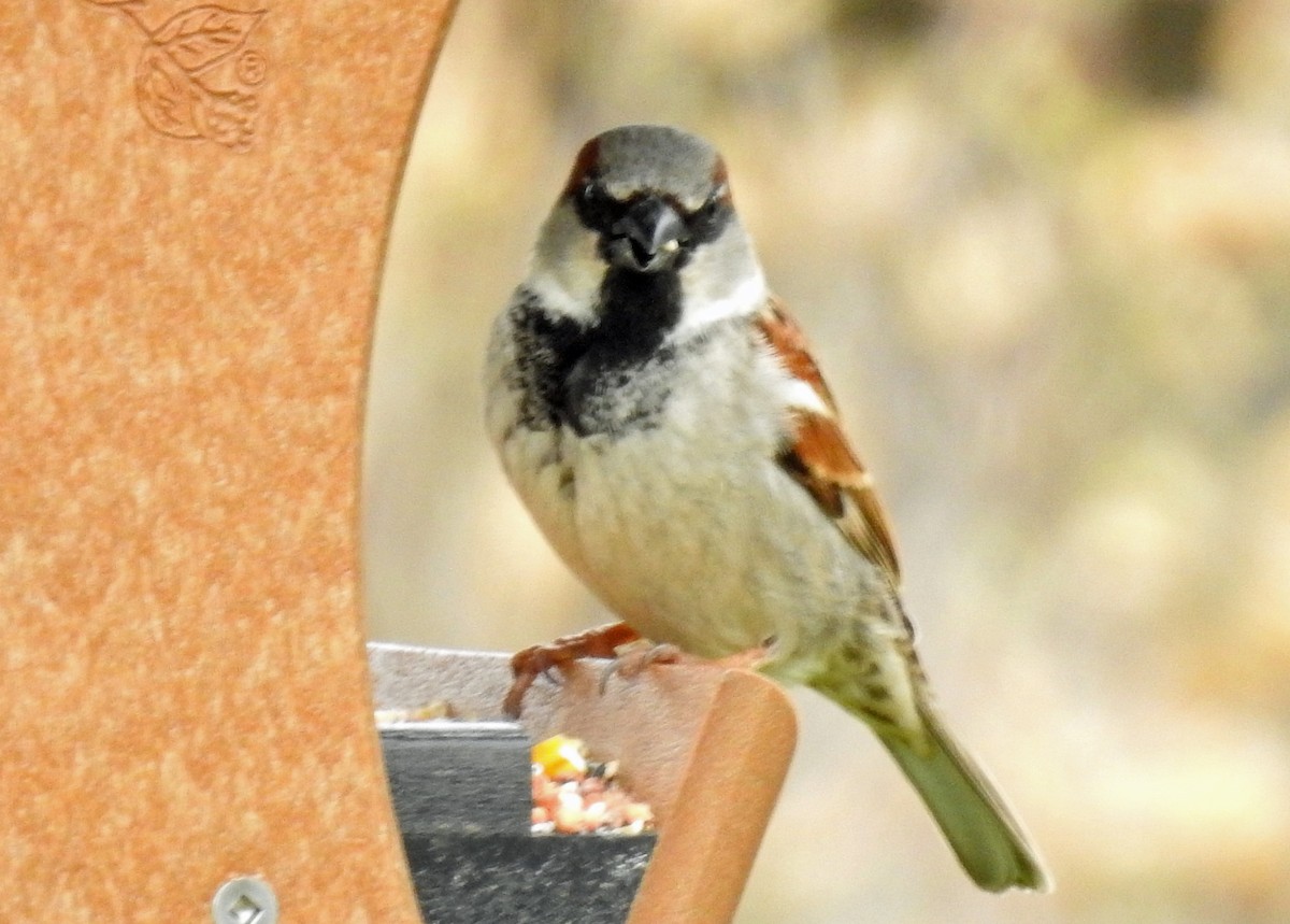 House Sparrow - ML152371791