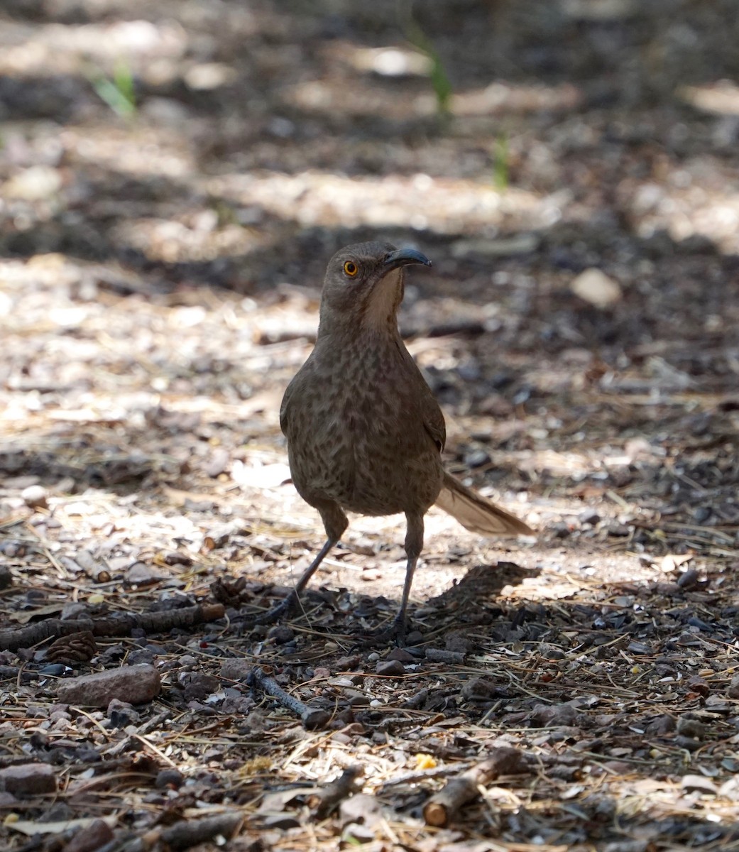 Curve-billed Thrasher - ML152371841