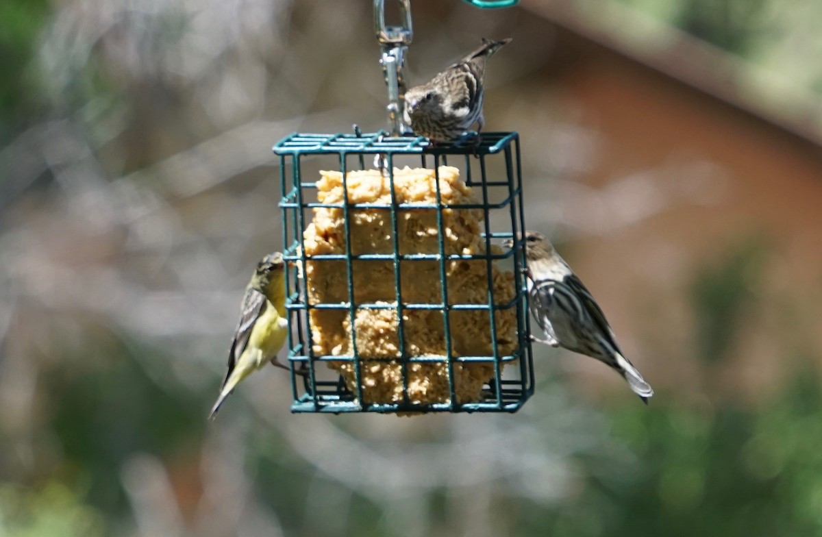 Lesser Goldfinch - ML152371971