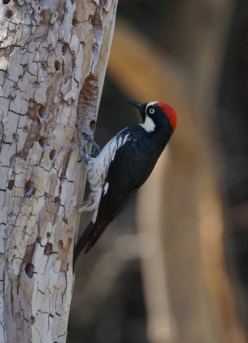 Acorn Woodpecker - ML152372051