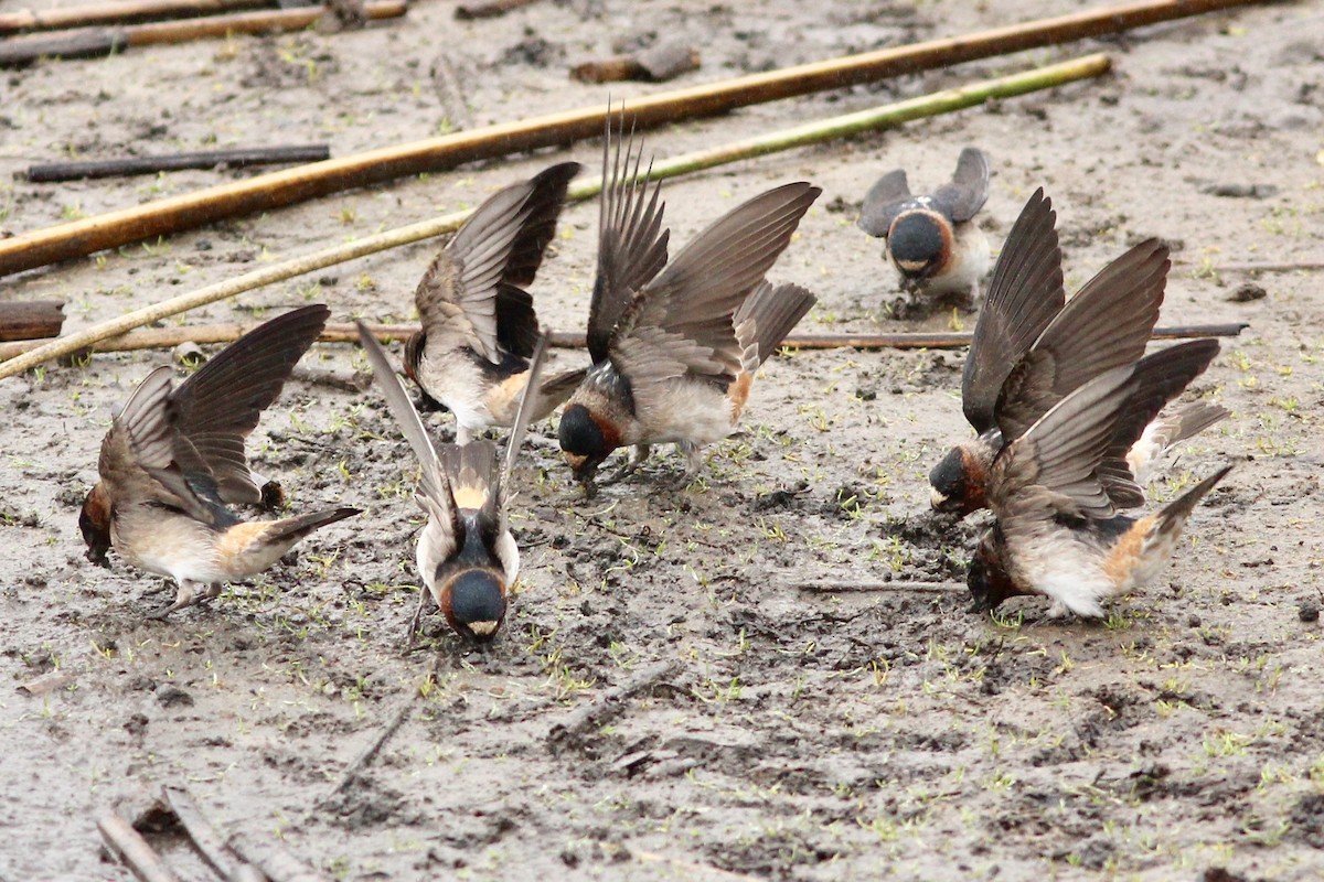 Cliff Swallow - Kenneth Skolnik