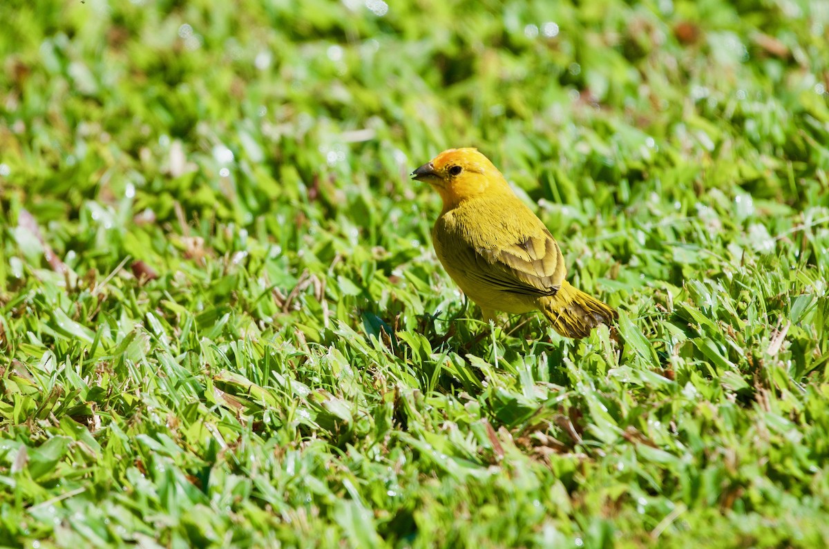 Saffron Finch - Bill Brynteson