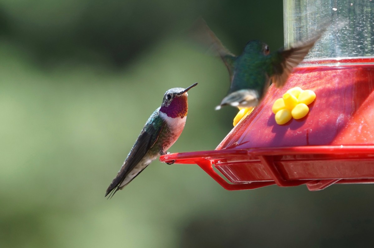 Colibri à queue large - ML152372681