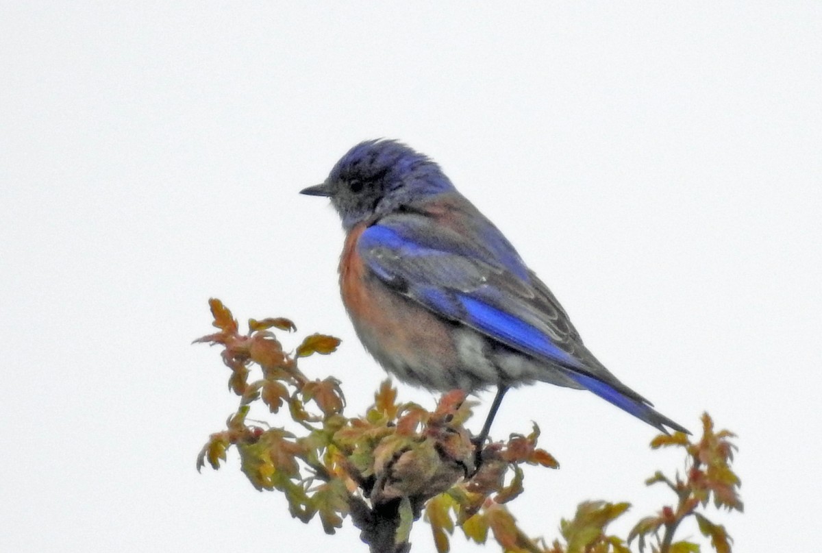 Blaukehl-Hüttensänger - ML152372741