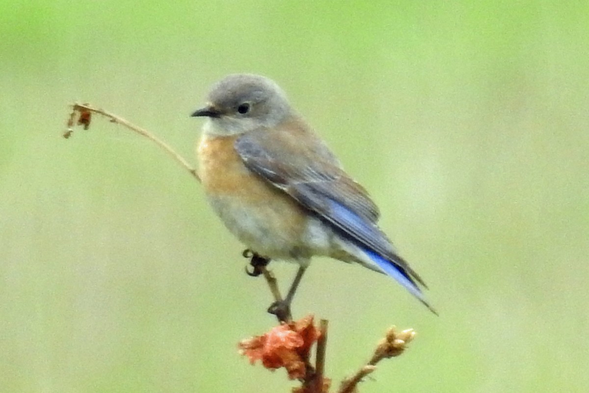 Western Bluebird - Jim Scott