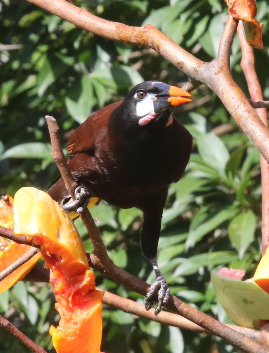 Montezuma Oropendola - ML152373251