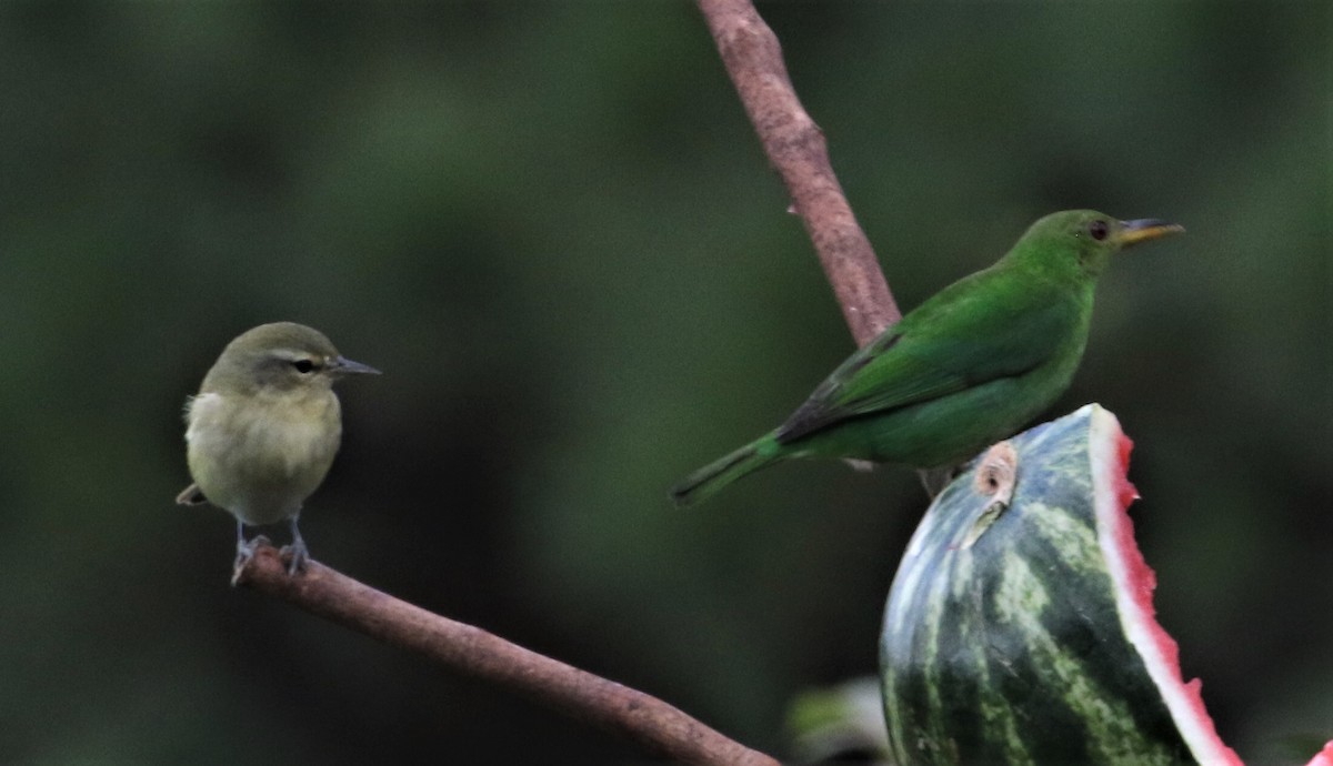 Green Honeycreeper - ML152374011