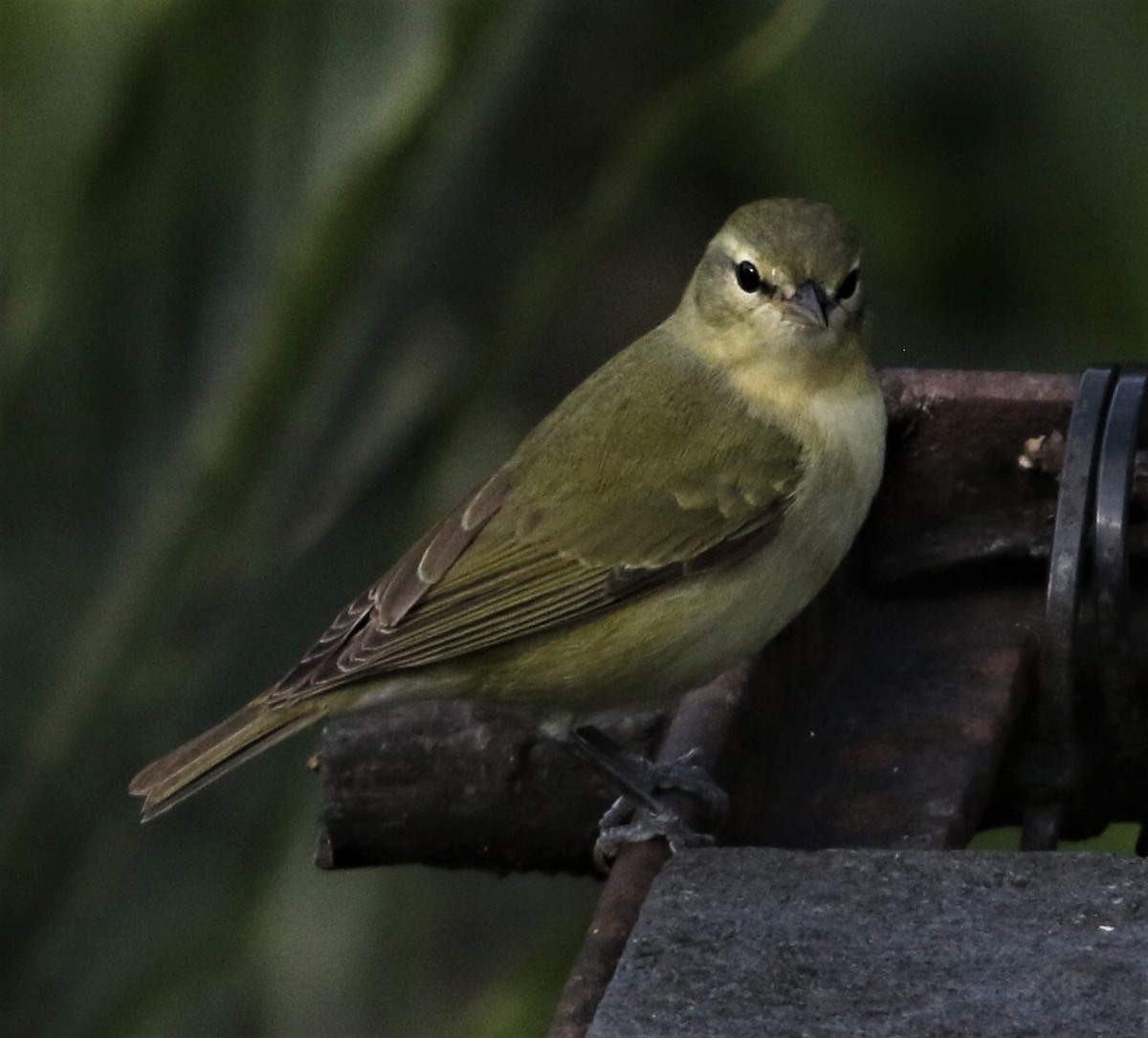 Tennessee Warbler - ML152374341