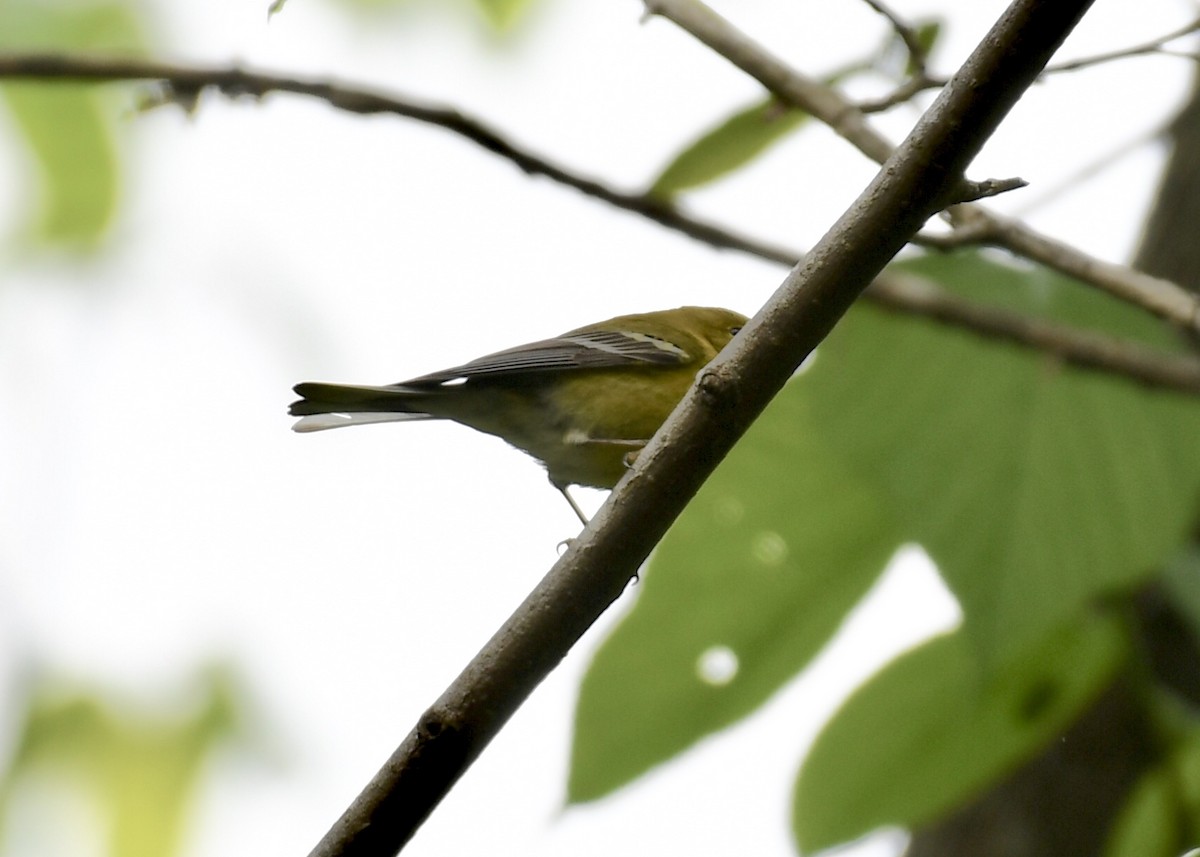 Cape May Warbler - ML152374851