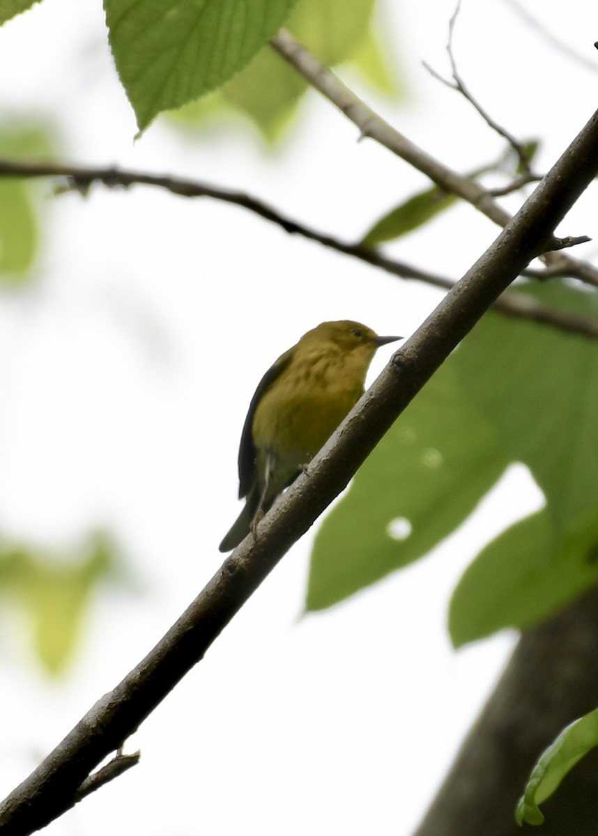 Cape May Warbler - ML152374861