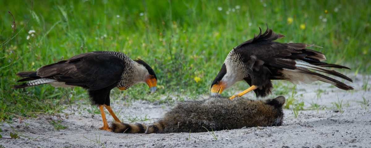 Crested Caracara (Northern) - ML152375561