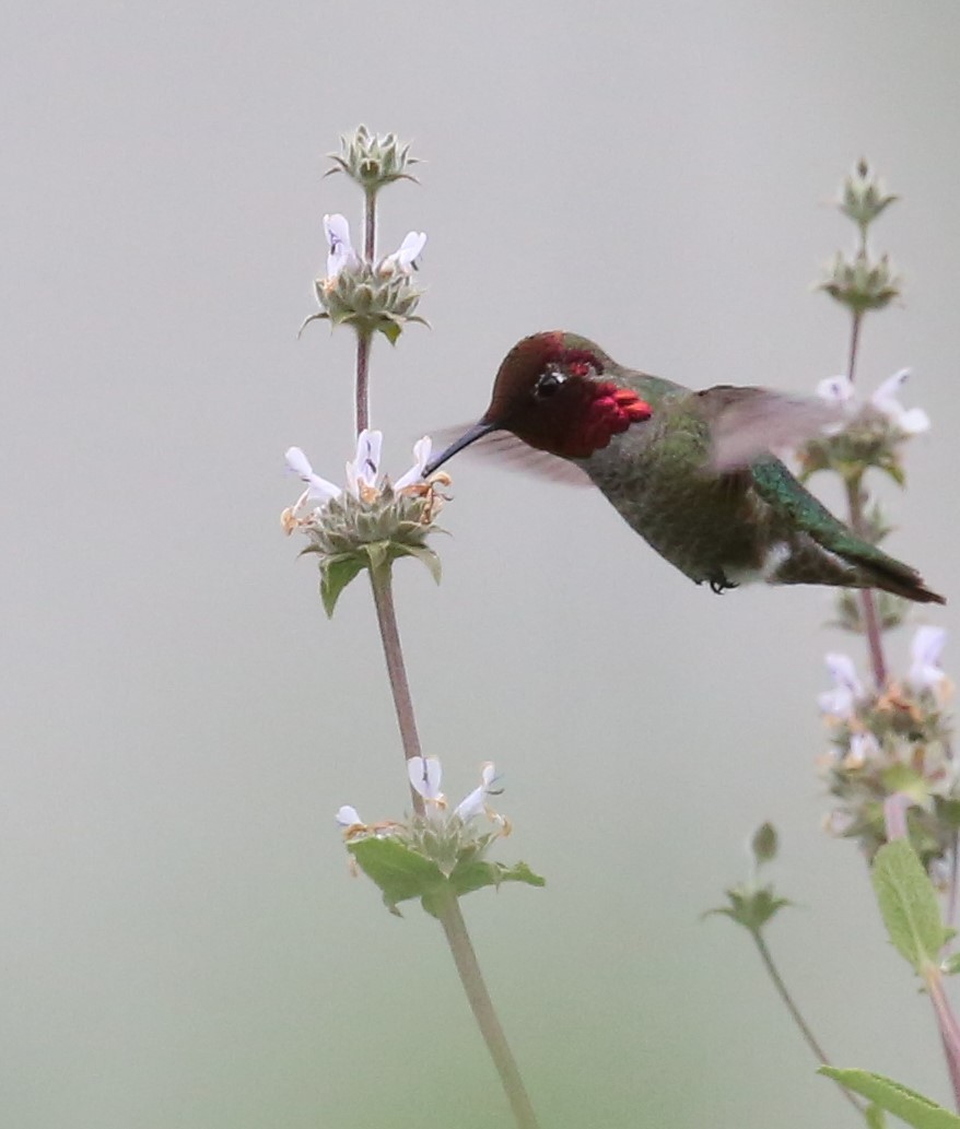 Anna's Hummingbird - Juan Pablo Galvan