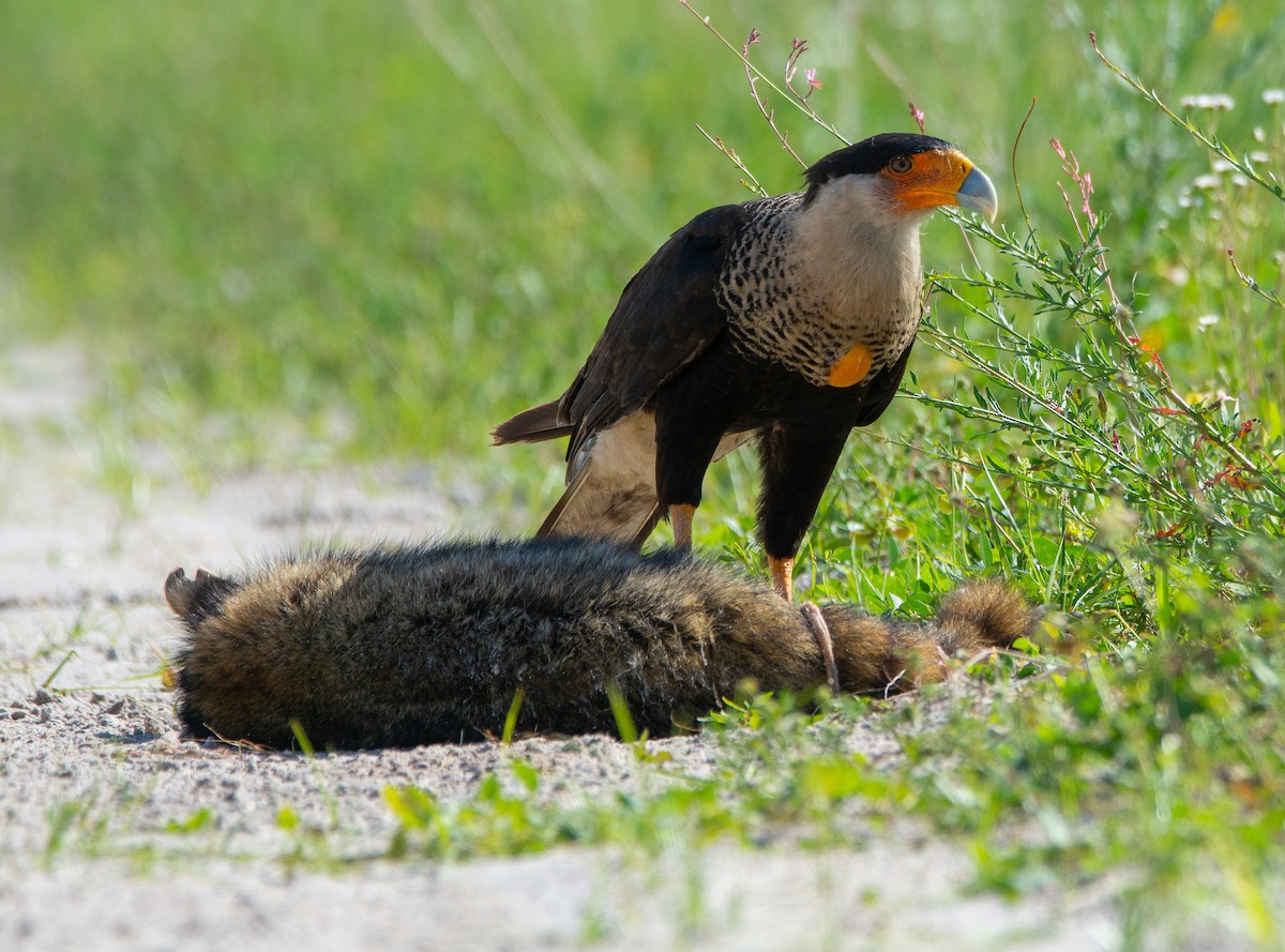 Caracara Carancho (norteño) - ML152375721