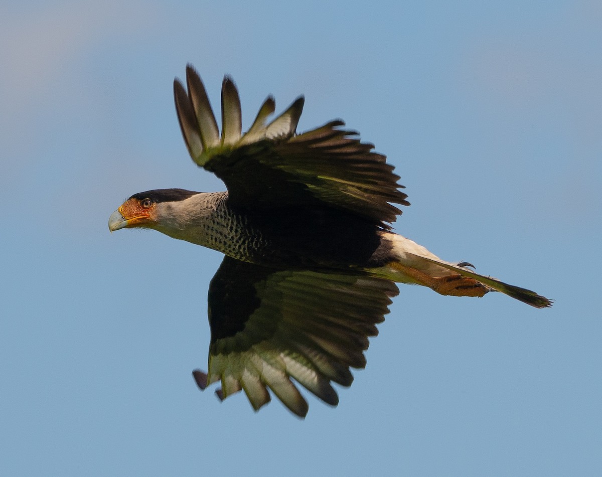 Crested Caracara (Northern) - ML152375741