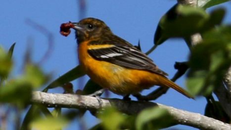 Baltimore Oriole - ML152375791