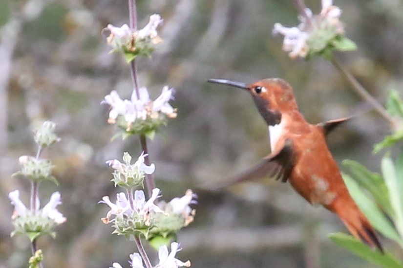 rødkolibri - ML152375831