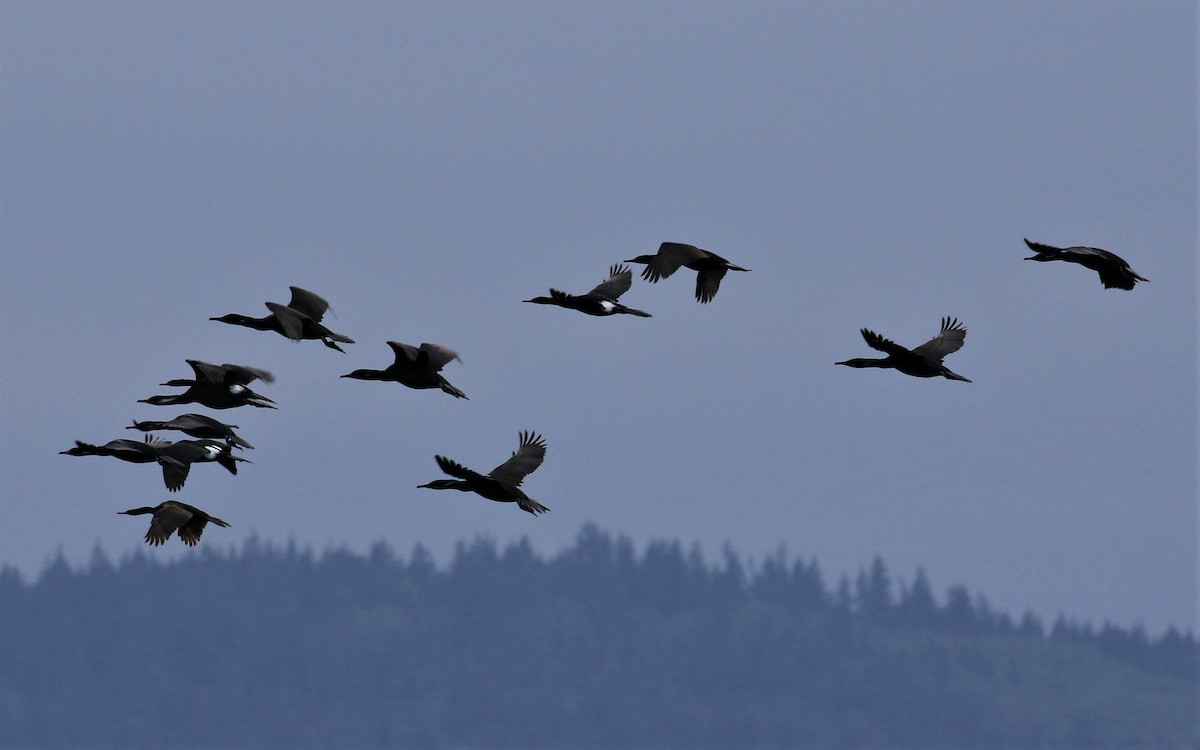 Brandt's Cormorant - ML152376311