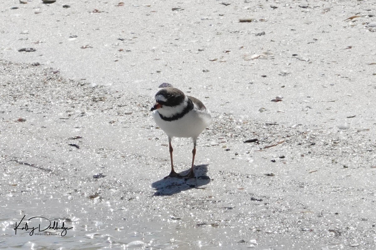 Semipalmated Plover - ML152376621