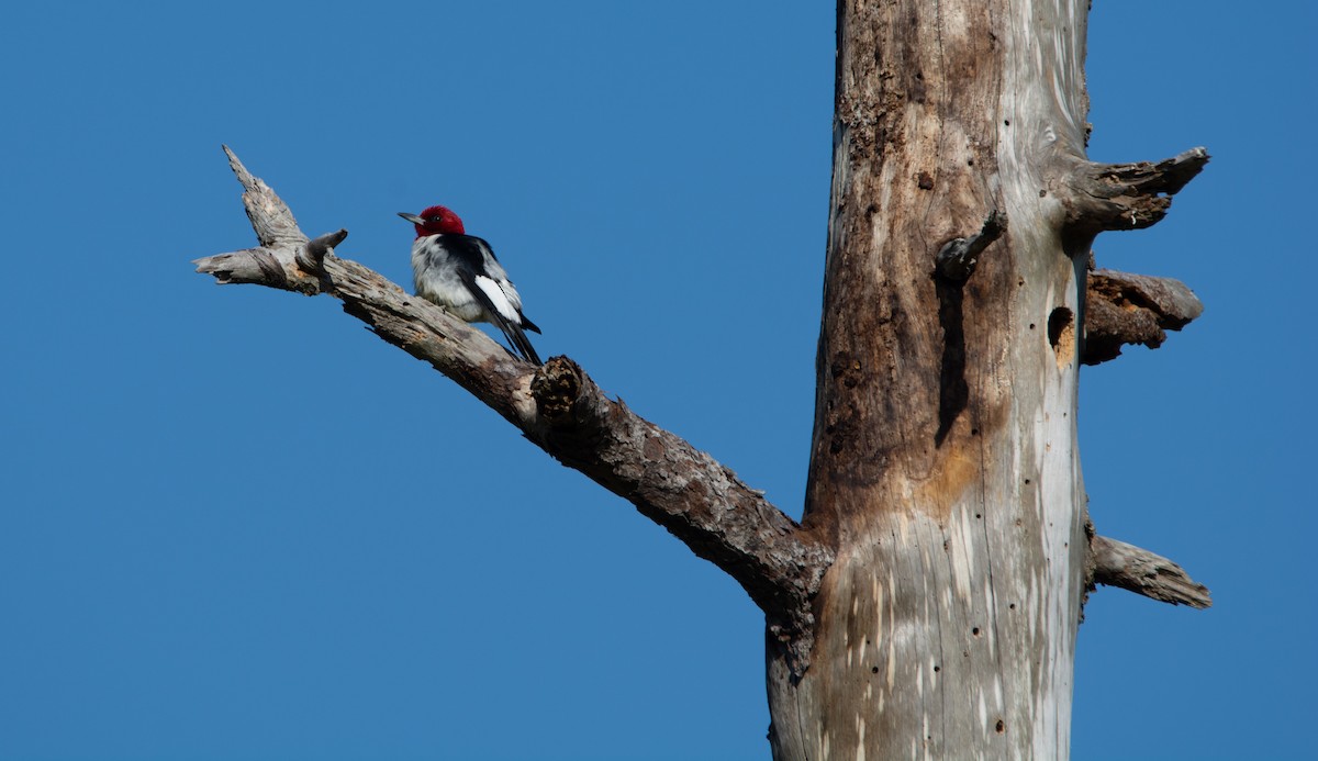 Red-headed Woodpecker - ML152376831