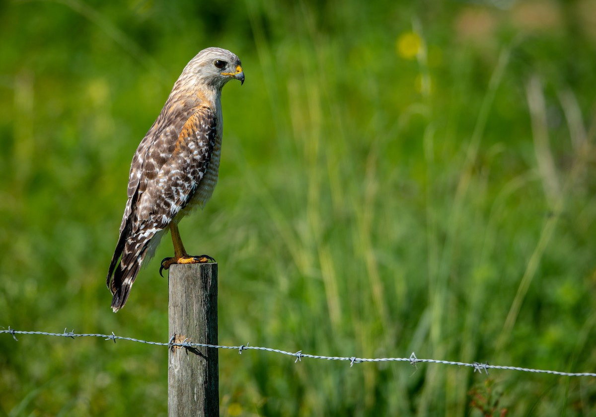 Red-shouldered Hawk - ML152377041