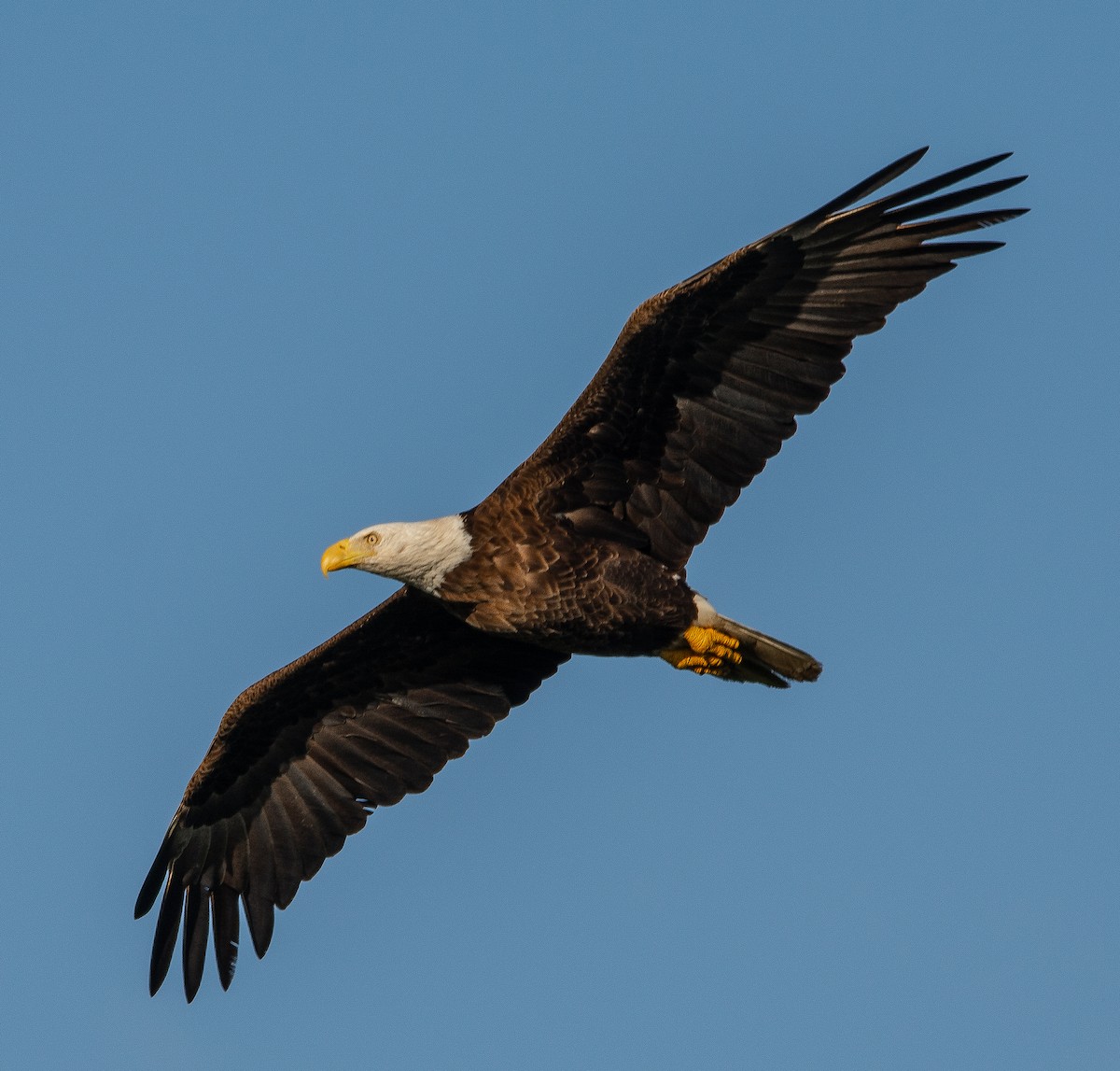 Bald Eagle - ML152377081