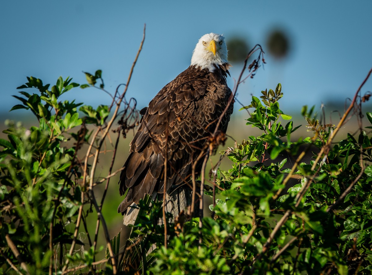 Bald Eagle - ML152377161