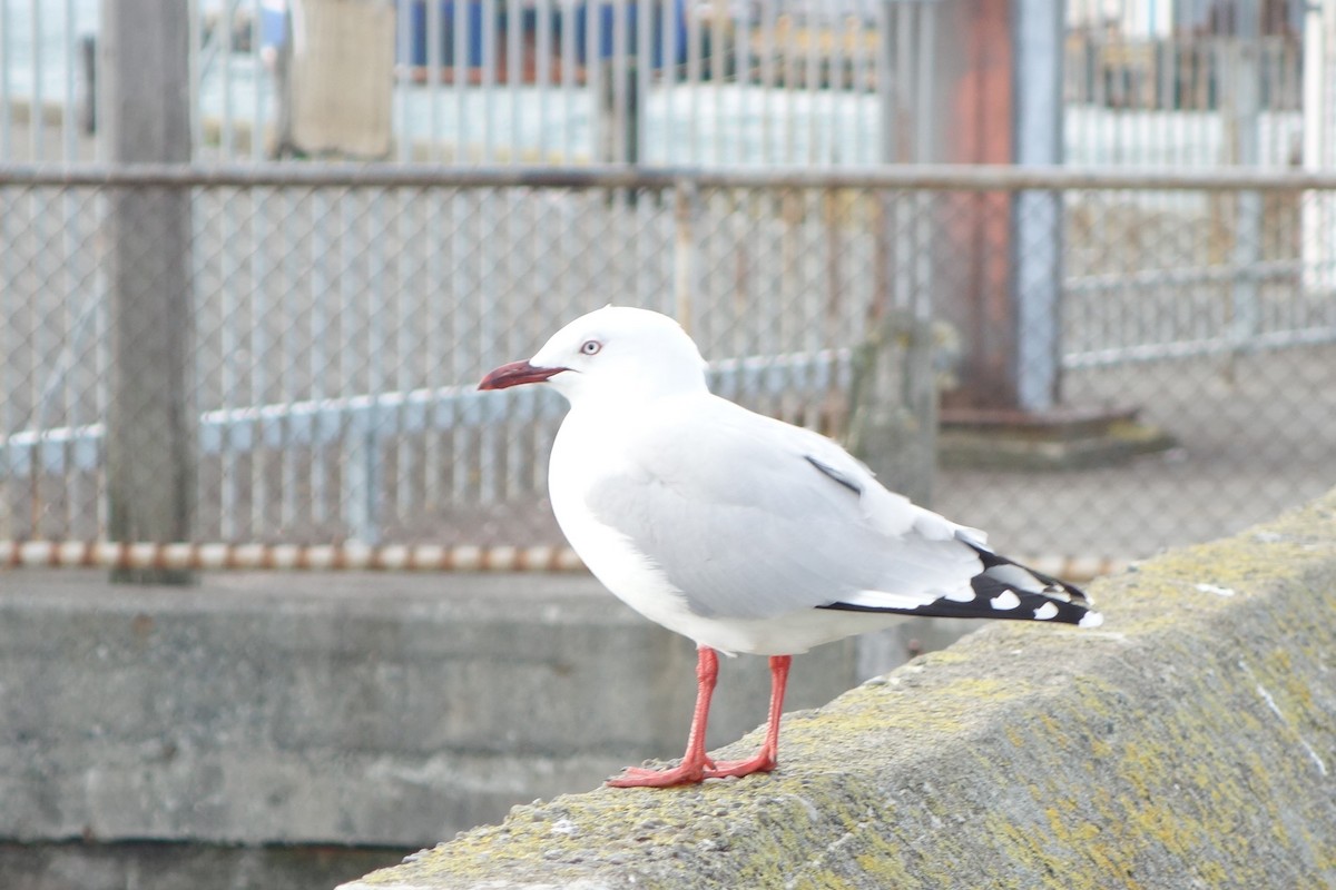 Mouette argentée (scopulinus) - ML152377601