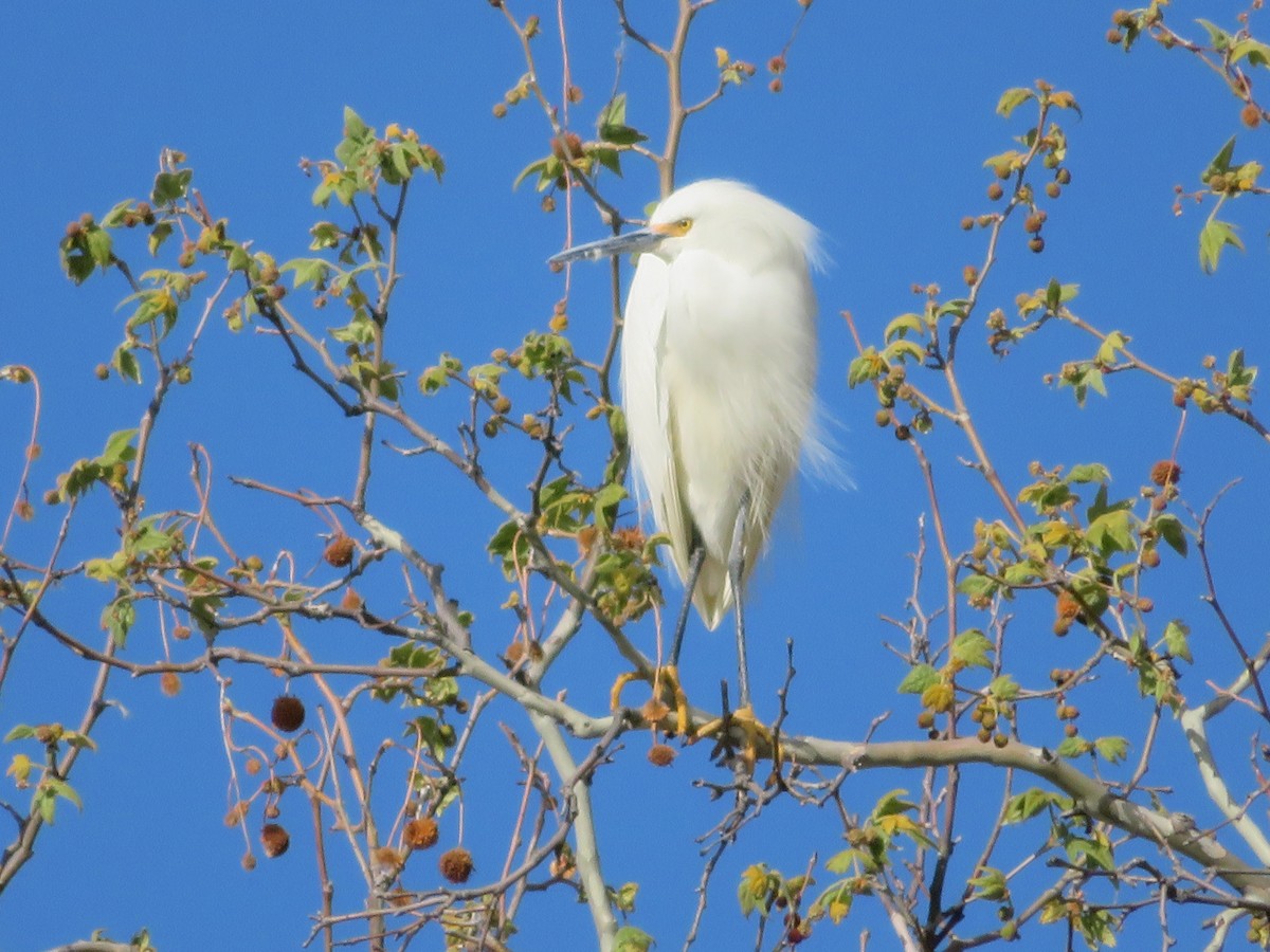 Snowy Egret - Ken Dayer