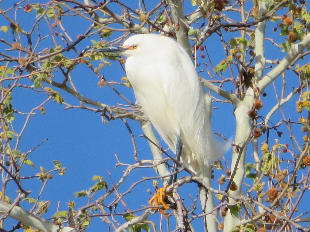 Snowy Egret - ML152377741