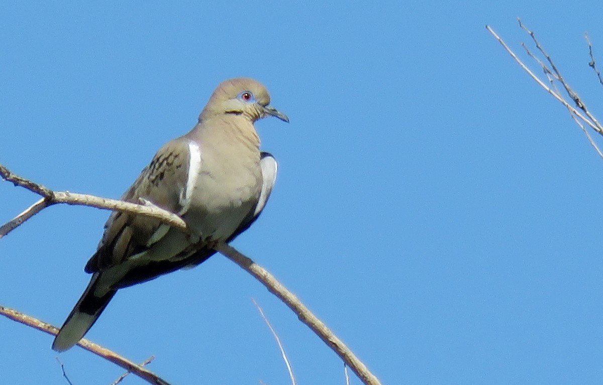 White-winged Dove - ML152378431
