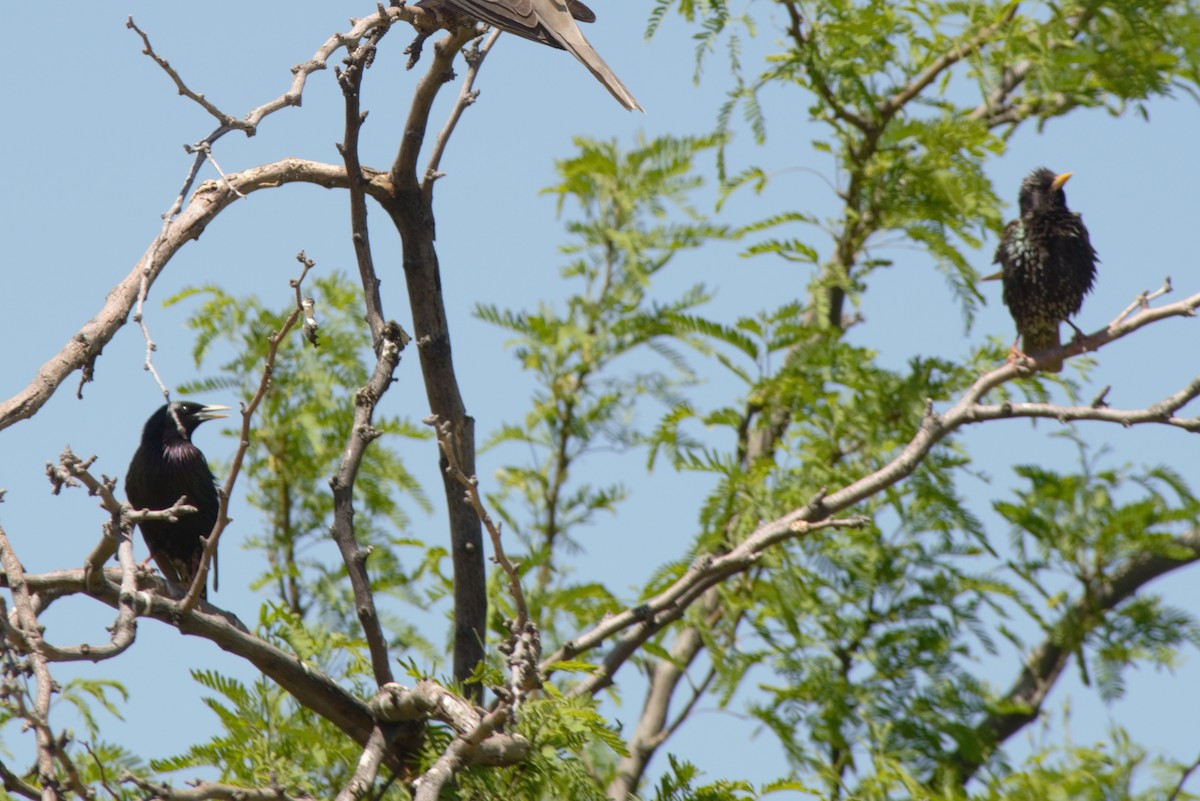 European Starling - Debbie Jacquez