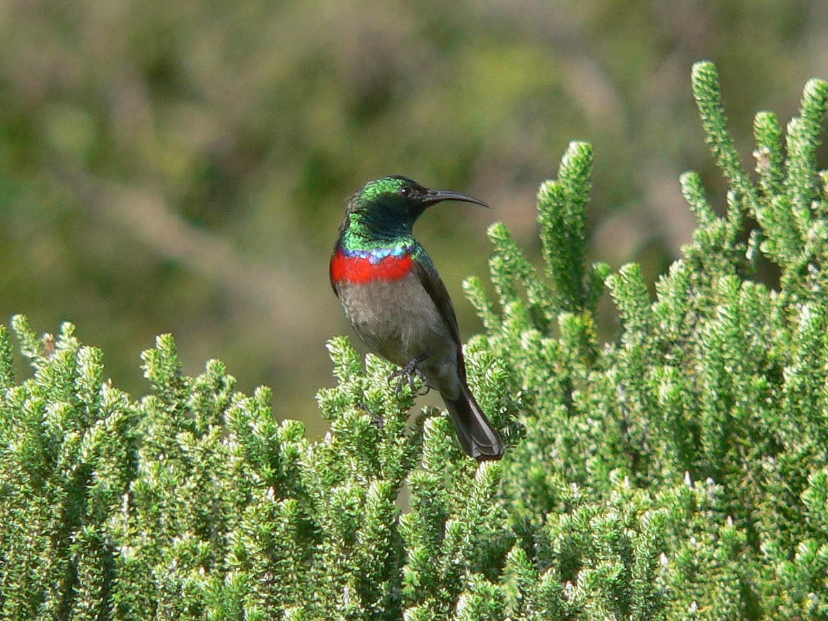 Southern Double-collared Sunbird - ML152380621