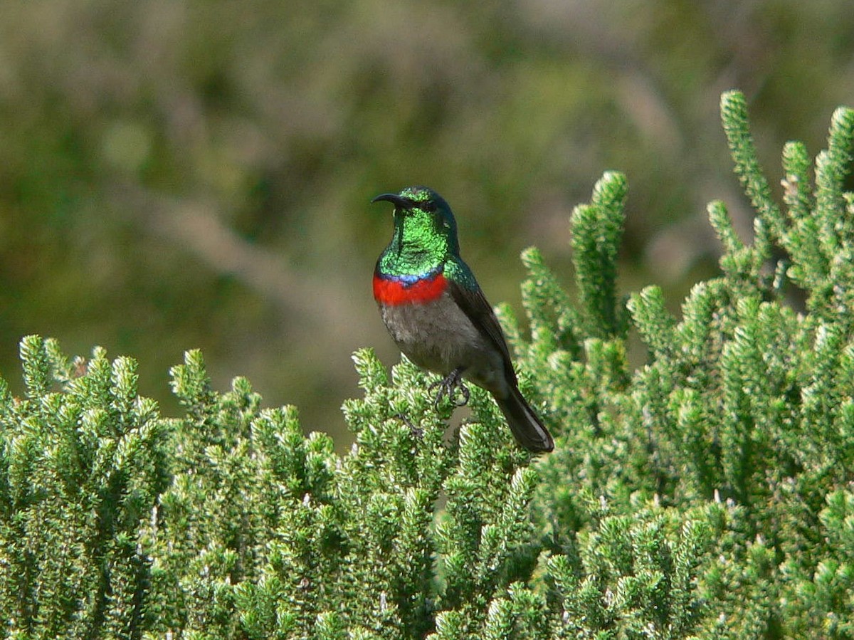 Southern Double-collared Sunbird - ML152380631