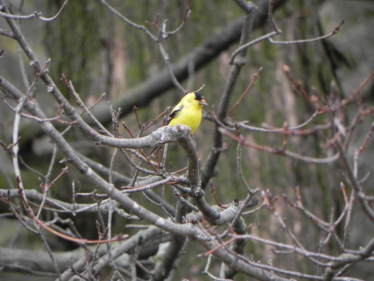 American Goldfinch - ML152380721