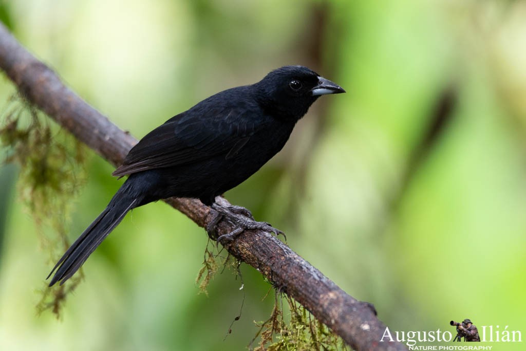 White-lined Tanager - Augusto Ilian